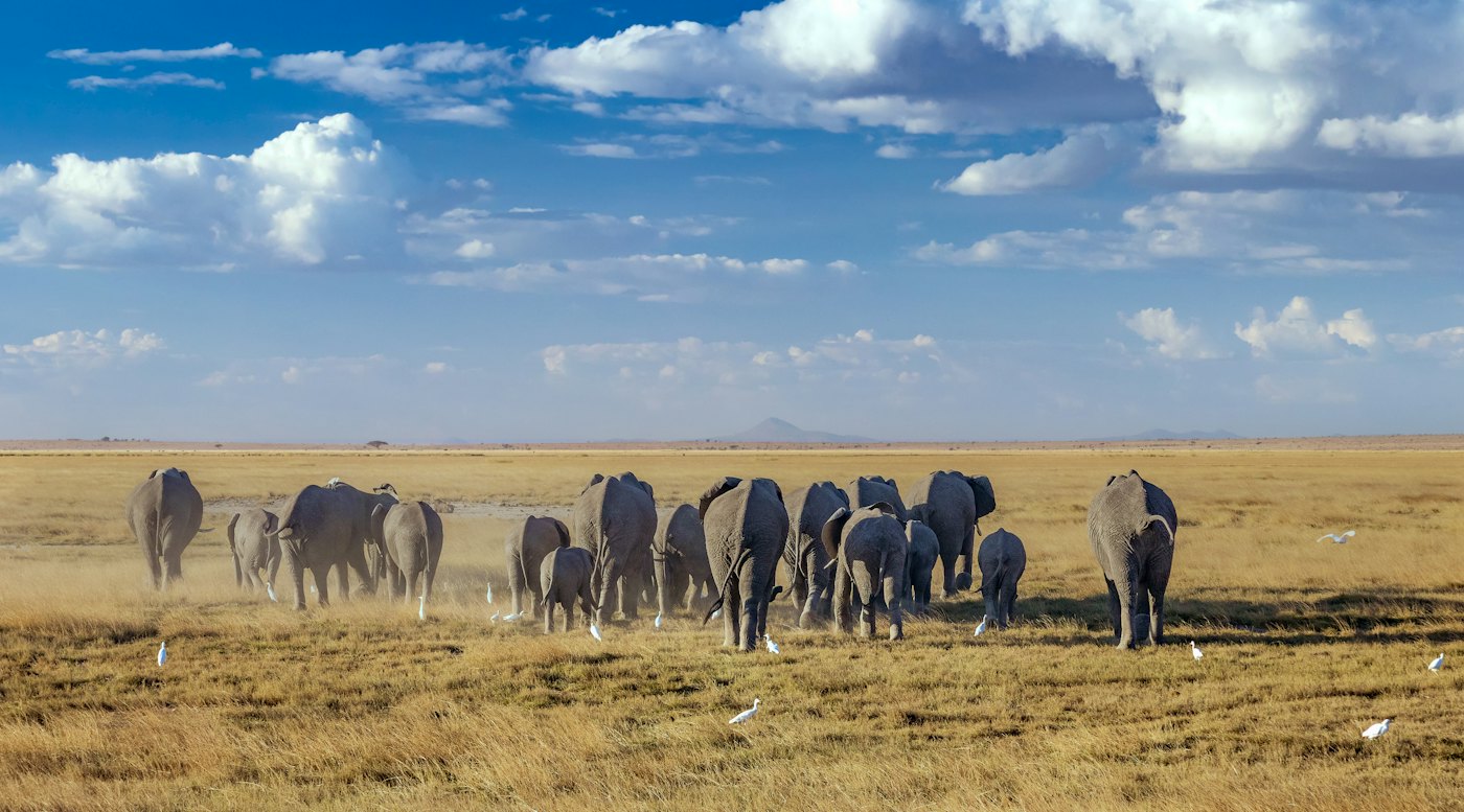 A herd of elephants walking across open grassland in Kenya