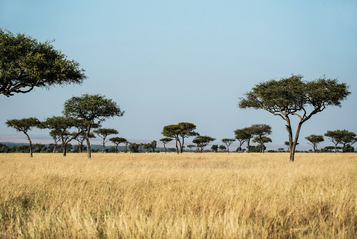 Flat-topped acacia trees across golden savanna grass, Kenya